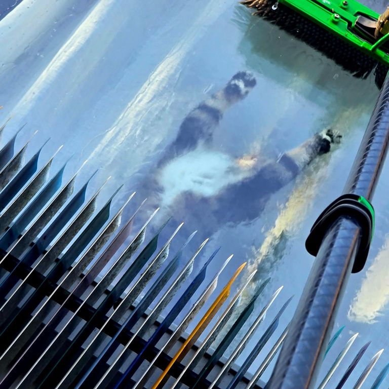 Katze Attackiert Bürste bei der Reinigung