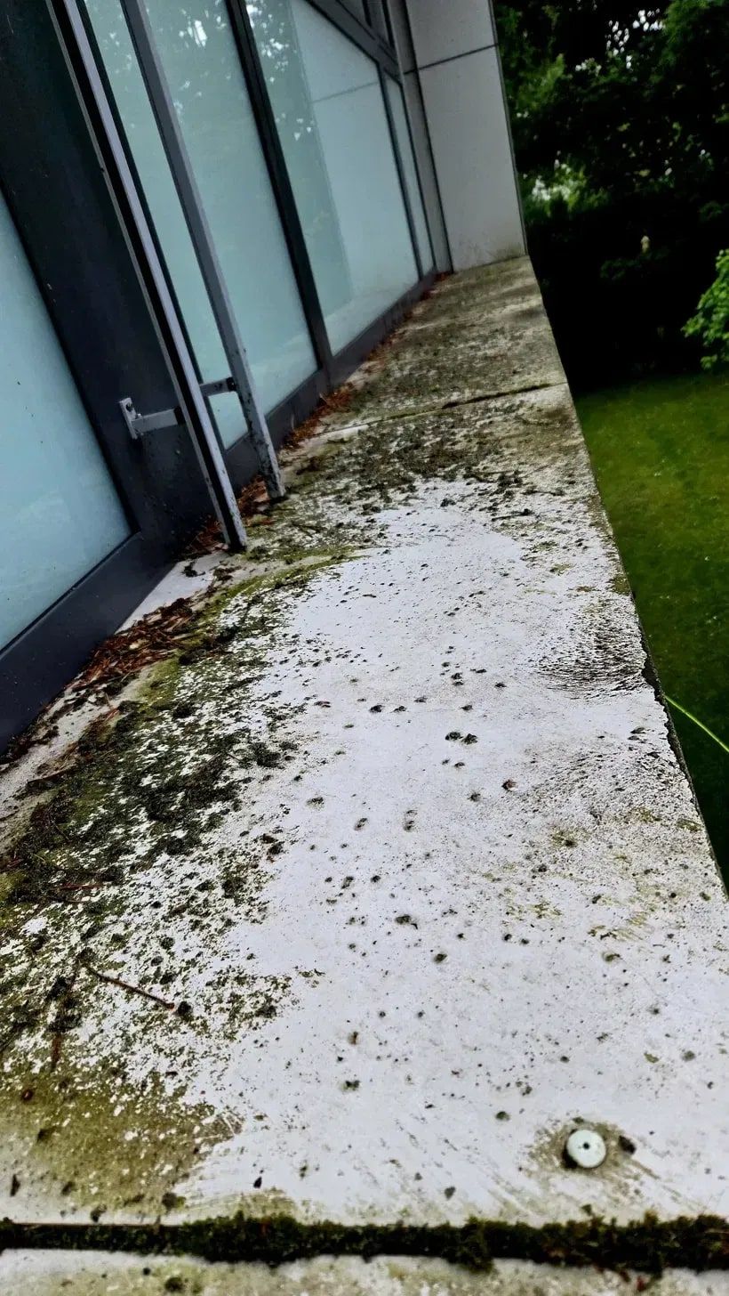 Breite Betonfensterbank an einer Glasfassade vor der Reinigung: entlang der Scheiben ein grüner Algen- und Moosbelag, dazwischen abgelagerte Kiefernnadeln und dunkle Flecken auf dem hellen Beton